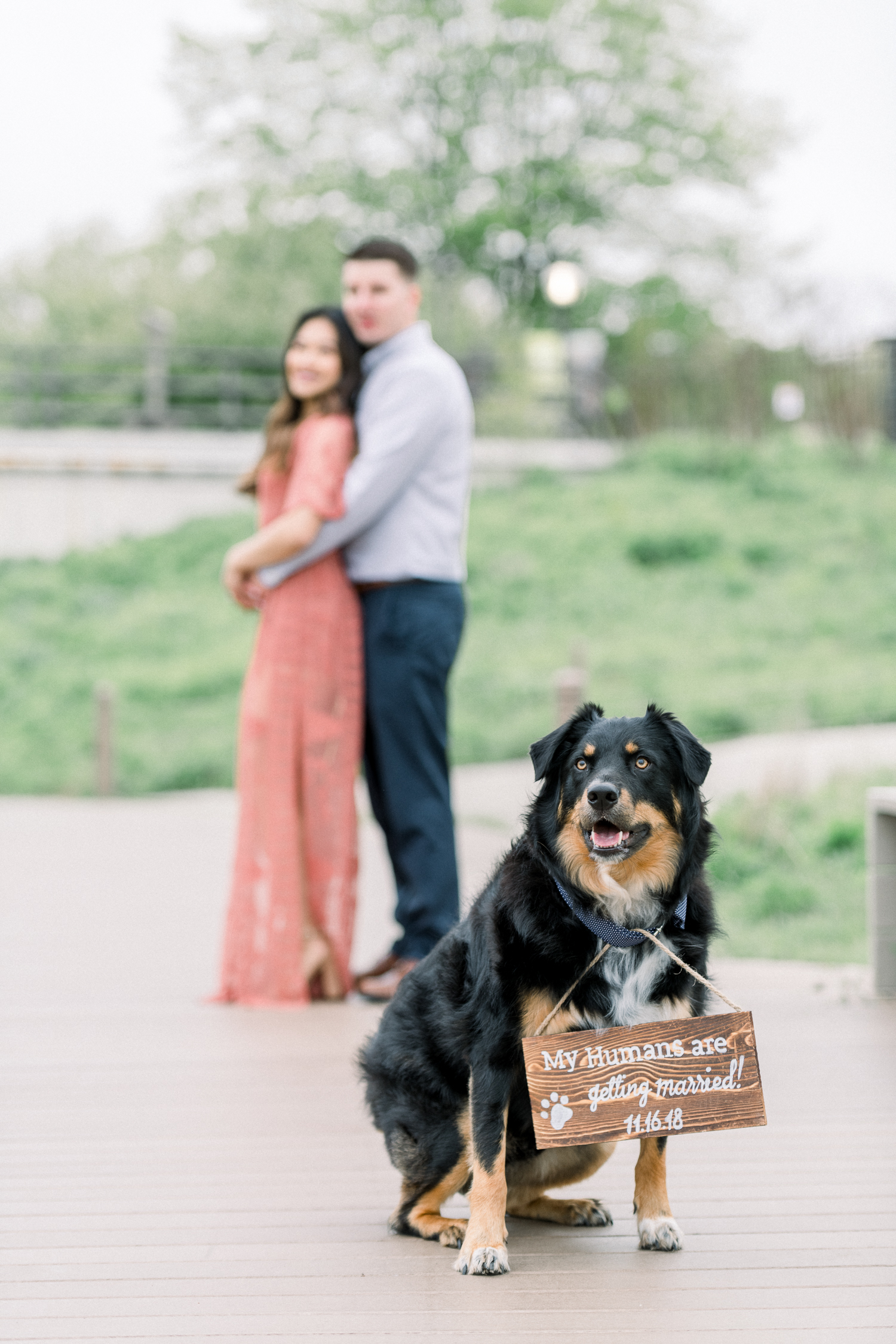 black dog with a sign stating my humans are getting married