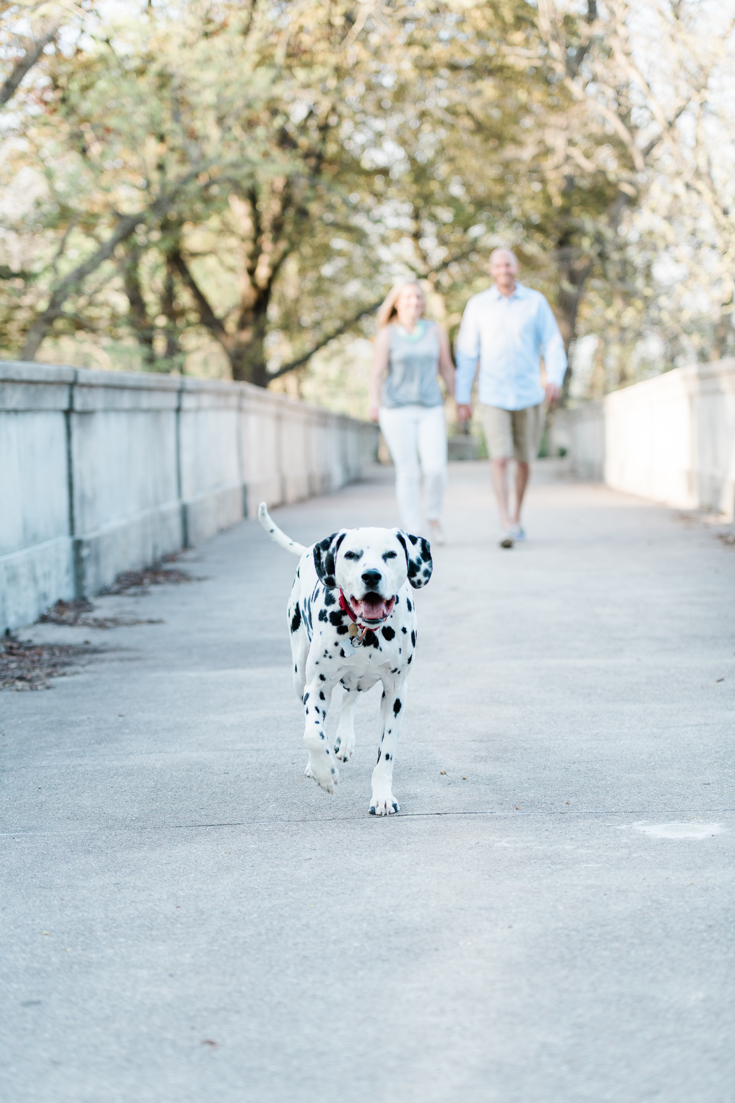 Engaged couple walks along Lake Park in Milwaukee while Dalmatian dog runs around